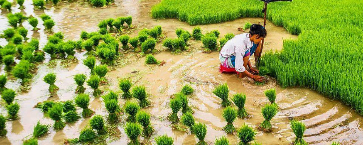 June Festival Nepal: Rice Plantation Day- 29th June 2017